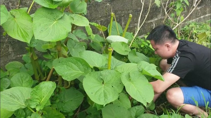 Những năm gần đây, lá dổi đất được nhiều người biết tới hơn, có mặt trong các nhà hàng chuyên món nướng.&nbsp;
