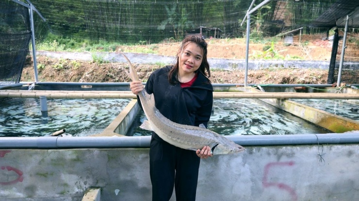 Cô gái Mường Lương Thị Lực nuôi cá tầm phát triển kinh tế tại quê nhà. Ảnh: CTV