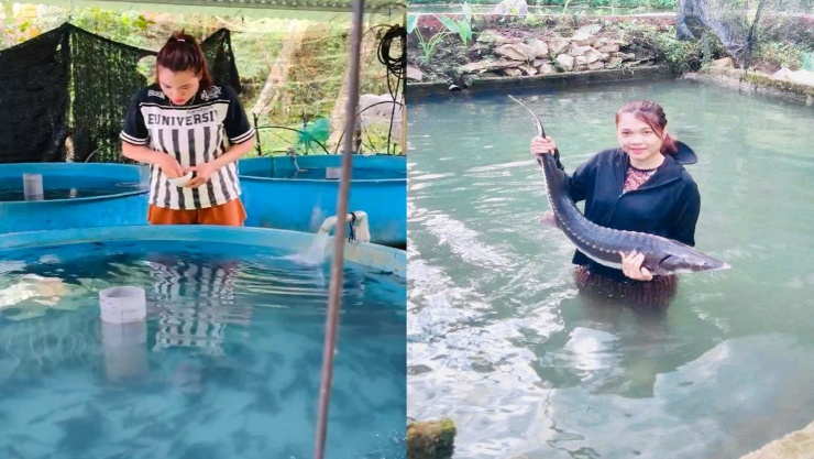 Nhờ nuôi cá tầm mà mỗi năm vợ chồng chị Lực thu về tiền tỷ. Ảnh: CTV