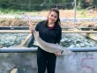 Cô gái Mường thu tiền tỷ nhờ nuôi cá ‘quý tộc’ trên đỉnh núi