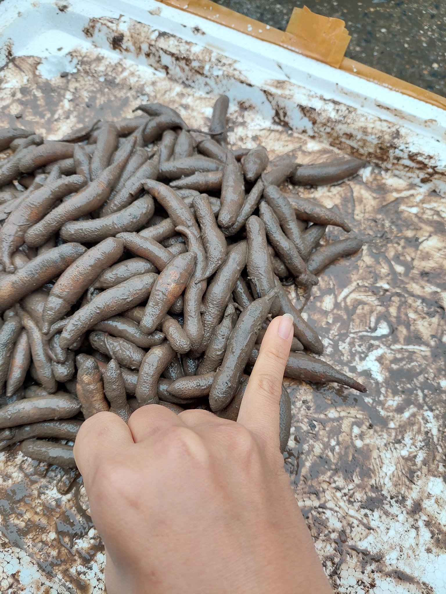 So với sá sùng (ảnh trái), bông thùa (ảnh phải) có giá rẻ hơn vài lần, khoảng 300.000-400.000 đồng/kg. Ảnh: Tạ Văn Hiệp, Đoàn Thu Huyền