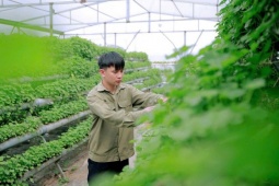 Khởi nghiệp từ loại rau mọc dại đầy đồng, 9x Quảng Ninh có thu nhập trên 50 triệu đồng/tháng