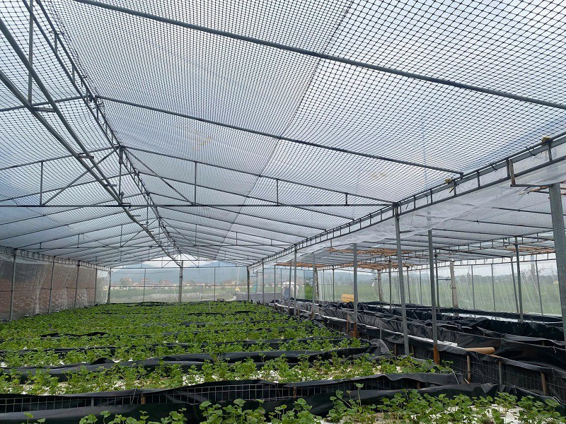 Hệ thống nhà màng được anh đầu tư hết khoảng 150 triệu đồng để trồng rau má.