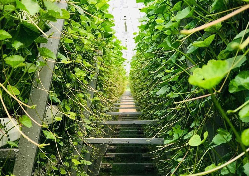 Hệ thống rau má thuỷ canh cho thu hoạch rau sạch, tươi ngon mỗi ngày, kể cả vào mùa đông.