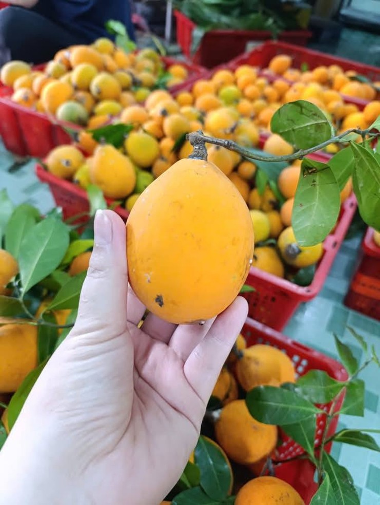 Trung bình, loại quả này được bán 120.000-150.000 đồng/kg. Phần ruột bên trong mềm, mọng, có mùi thơm đặc trưng.
