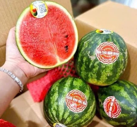 Dưa hấu táo mini có kích thước nhỏ, gần vừa lòng bàn tay người lớn. Ảnh: Nguyễn Hải Yến.