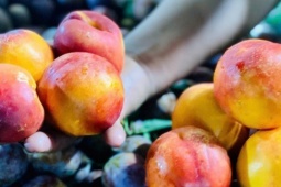 Thực hư về nguồn gốc của loại đào trơn đang bán tràn lan thị trường