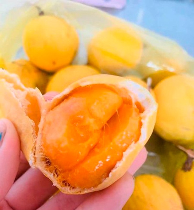 Trái gùi mọc hoang dã chủ yếu ở vùng núi Tri Tôn và Tịnh Biên. Khi còn non, gùi có lớp vỏ màu xanh sẫm, nhiều nhựa và vị đắng chát.
