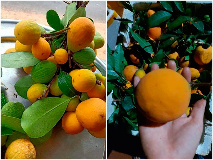 Đến độ chín, vỏ trái gùi chuyển vàng cam bắt mắt, trông như những quả trứng gà.
