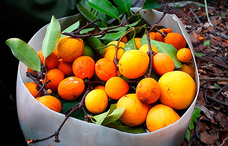 Mỗi quả to bằng nắm tay, mọc đơn lẻ hoặc thành chùm, ẩn mình giữa các tầng lá rừng rậm rạp.
