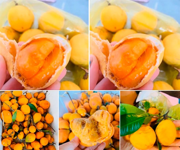 Gùi thuộc nhóm cây thân leo dài từ 15 đến 20 mét, thường quấn quanh những thân cây lớn trong rừng. Việc thu hái gùi đòi hỏi kỹ năng và kinh nghiệm.
