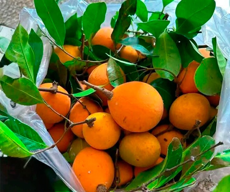 Người hái phải men theo các con đường mòn, leo lên những thân cây cao hàng chục mét rồi đu mình hái từng quả.
