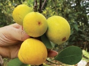 Thị trường - Tiêu dùng - Quả dại trong rừng thành đặc sản mùa hè đắt hơn nho Mỹ, đến mùa dân hái bán "hốt bạc"