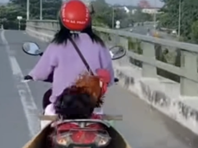 Dân mạng "phát sốt" với clip cô gái chở con gà trống phía sau yên xe máy