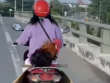 Dân mạng "phát sốt" với clip cô gái chở con gà trống phía sau yên xe máy