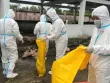 Bạc Liêu lý giải việc 'mất 50 con heo' bị bệnh khi đưa đi tiêu huỷ