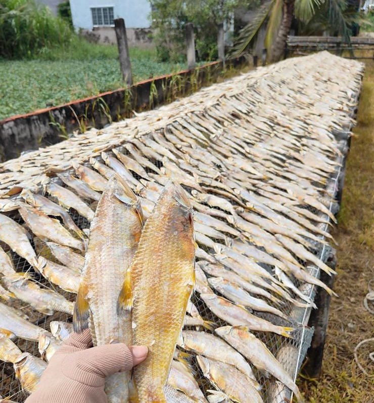 Đặc điểm của cá lẹp là thân hình thoi, dẹp lép, đầu nhỏ, mõm ngắn, miệng có răng li ti, vây đuôi chẻ đôi.
