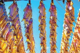 Loại cá ở quê xưa cho lợn ăn nay hóa  " mỏ vàng " , phơi khô bán 150.000 đồng/kg thành đặc sản