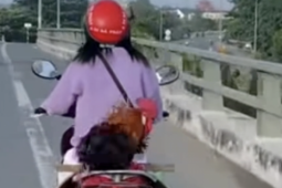 Dân mạng  " phát sốt "  với clip cô gái chở con gà trống phía sau yên xe máy