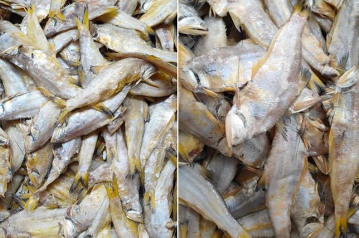 Chúng xuất hiện nhiều ở vùng biển miền Trung như Quảng Bình, Quảng Trị, Nghệ An.
