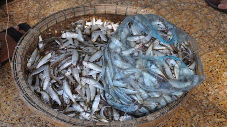 Cá lẹp từng bị chê vì mình lẹp, nhiều xương. Người ta gọi chúng là &#34;cá nhà nghèo&#34; vì trước đây chỉ có người dân nghèo mới ăn cá lẹp.&nbsp;
