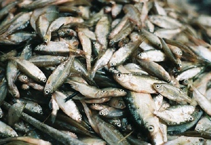 Vào những năm được mùa, cá lẹp nhiều vô kể, ăn không hết người ta còn đem làm mắm hoặc cho lợn gà ăn.&nbsp;
