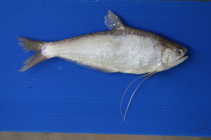 Cá lẹp thuộc họ cá trỏng (Engraulidae), là loài cá sống ở vùng nước mặn và nước lợ.
