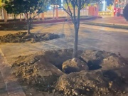 Tin tức trong ngày - Huế: Đào hàng loạt cây mai trước ngày bàn giao trụ sở, Chủ tịch phường nói gì?