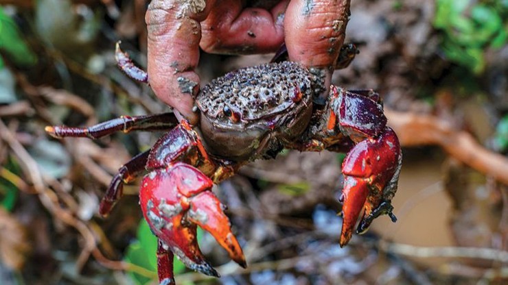 Loài này thuộc họ cua, chù ụ sở hữu ngoại hình khá độc đáo, có phần giống ba khía nhưng thân hình lớn hơn, cục mịch hơn, tạo cảm giác vừa ngộ nghĩnh vừa gần gũi. Loài này thuộc họ cua, chù ụ sở hữu ngoại hình khá độc đáo, có phần giống ba khía nhưng thân hình lớn hơn, cục mịch hơn, tạo cảm giác vừa ngộ nghĩnh vừa gần gũi.