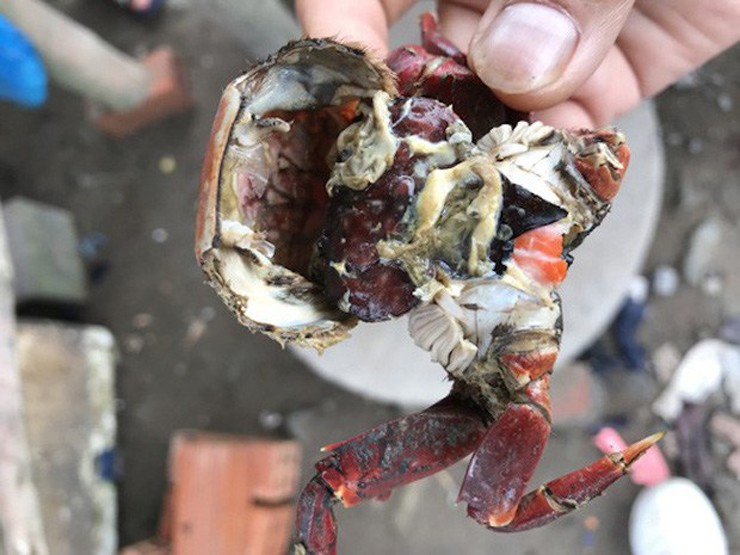 Nhờ đi bắt chù ụ, nhiều hộ dân có thể kiếm nửa triệu đồng/ngày. Nhờ đi bắt chù ụ, nhiều hộ dân có thể kiếm nửa triệu đồng/ngày.