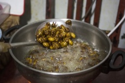 Bắt loài côn trùng quen thuộc về bán, gần 1 triệu đồng/kg khách vẫn mua ầm ầm