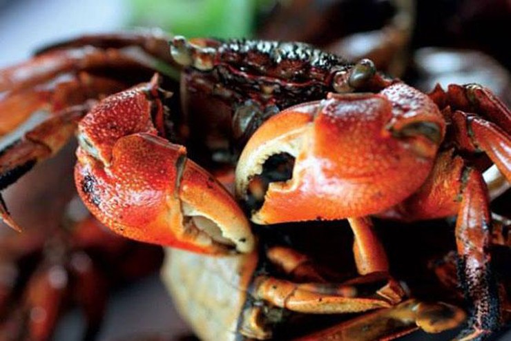 Tên gọi chù ụ cũng gắn liền với hình dáng kỳ lạ của loài này – phần mai thô ráp, lốm đốm như hoa văn sần sùi, khiến người ta liên tưởng đến gương mặt đang... phụng phịu, giận dỗi. Tên gọi chù ụ cũng gắn liền với hình dáng kỳ lạ của loài này – phần mai thô ráp, lốm đốm như hoa văn sần sùi, khiến người ta liên tưởng đến gương mặt đang... phụng phịu, giận dỗi.