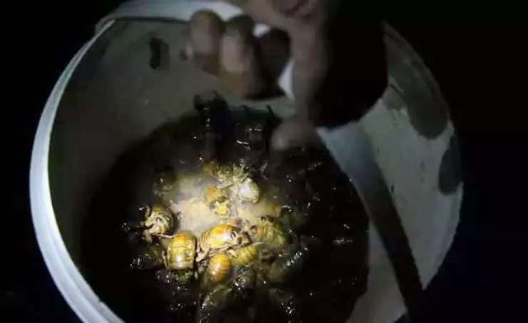 Ảnh: ZengChengJiaYuan