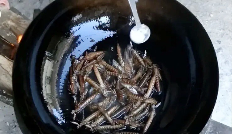 Loài “bạo chúa dưới nước” có đầy ở Việt Nam, ở nước ngoài bán tiền triệu 1kg - 2