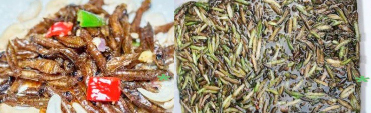 Loài “bạo chúa dưới nước” có đầy ở Việt Nam, ở nước ngoài bán tiền triệu 1kg - 4