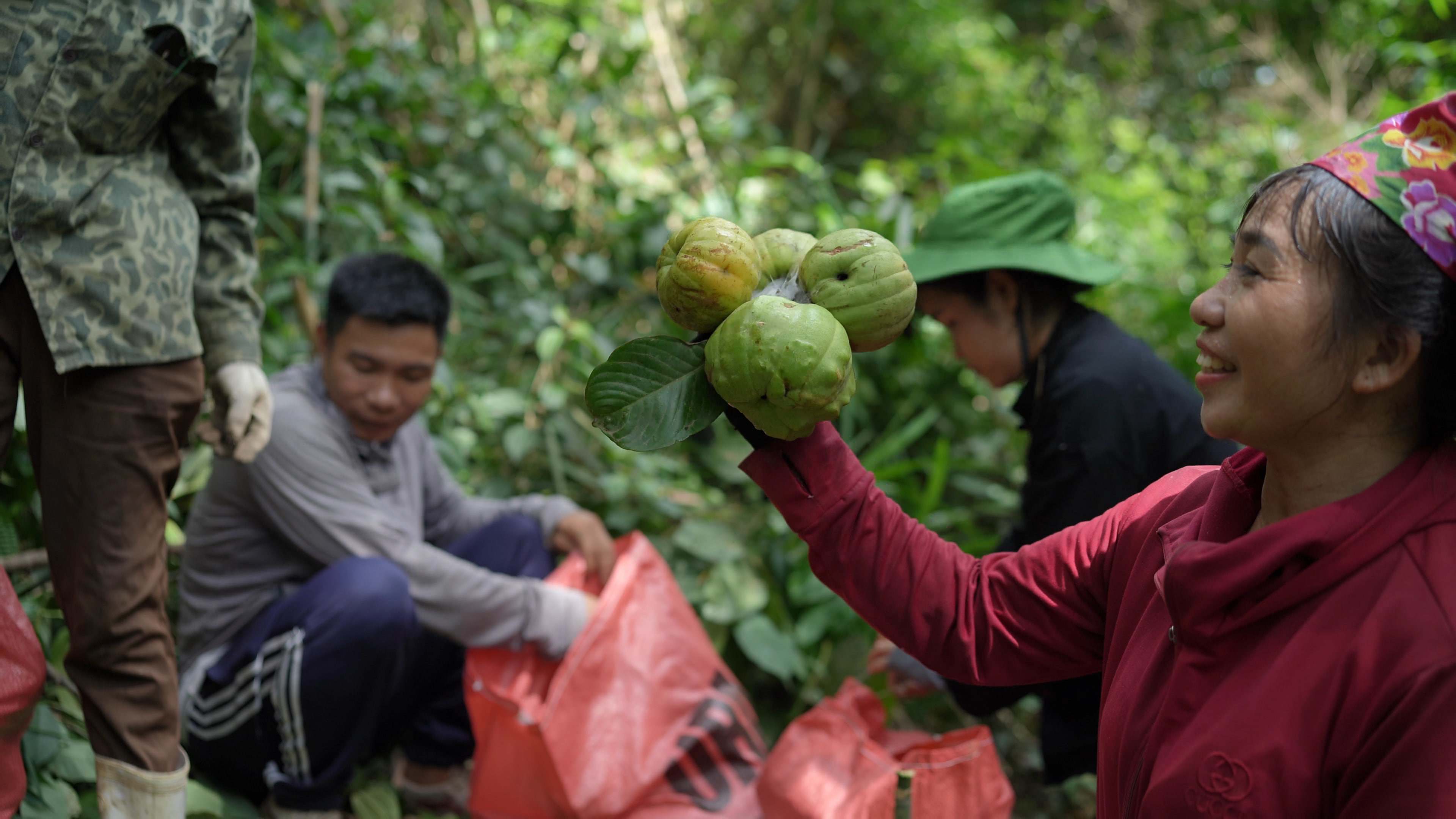 Đây được coi là đặc sản mùa hè của bà con vùng núi, có thể tạo nên hương vị thanh mát cho những bát canh chua hoặc cho món cá kho thơm lừng. (Ảnh: Lê Thị Thủy).