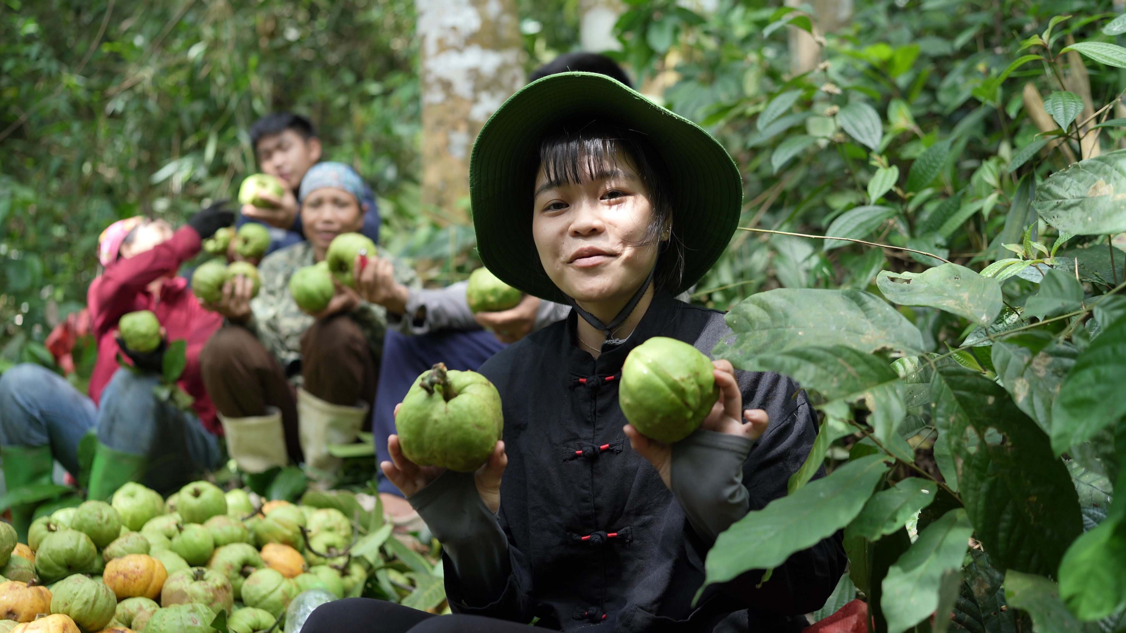 Chị Lê Thị Thủy (SN 2002), trú tại thôn Thanh Tân, xã Hoá Quỳ (Như Xuân, Thanh Hoá) cho biết, quả tai chua thường mọc hoang trên rừng, trước đây rất ít người mua bán. Tuy nhiên, vài năm gần đây, trái cây rừng lại rất được ưa chuộng và nhiều người đặt mua.