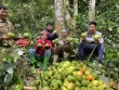 Theo chân người dân lên rừng hái loại quả mọc dại, bán với giá lên tới 180 nghìn đồng/kg