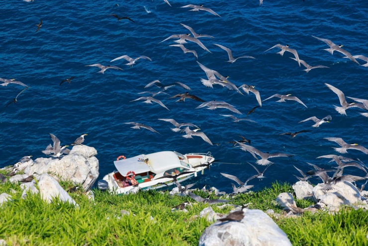Hàng vạn cánh chim tung bay, lướt qua mặt biển.