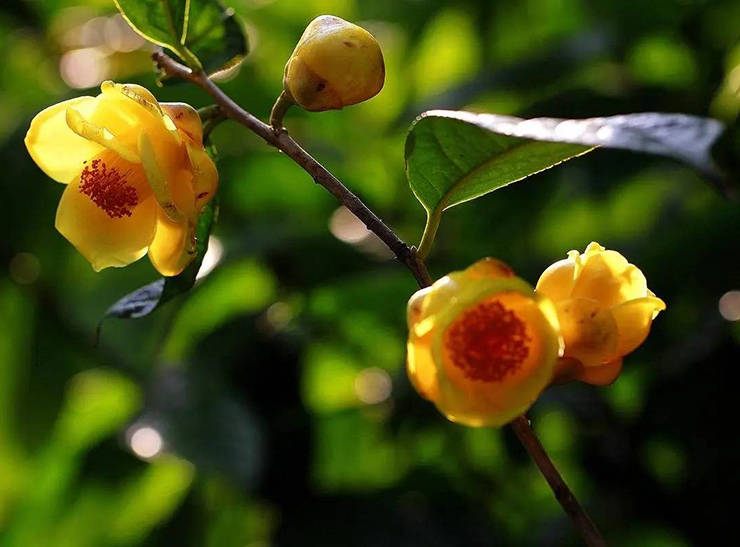 Trà hoa vàng có tên khoa học là Camellia chrysantha, thuộc họ chè. Chúng được mệnh danh là "vàng ròng trong giới thực vật" hay "cây của nhà giàu".
