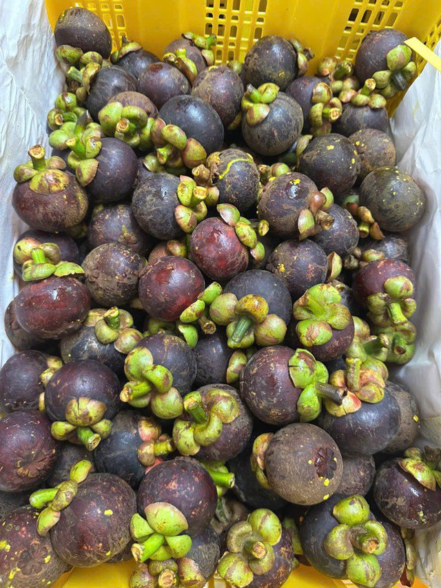 Măng cụt được trồng nhiều ở các tỉnh miền Tây như Bến Tre, Vĩnh Long, Cần Thơ, và đặc biệt là măng cụt Lái Thiêu (Bình Dương) nổi tiếng.