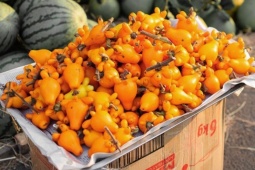 Tin tức sức khỏe - 3 thực phẩm màu vàng “được săn lùng” vì công dụng hỗ trợ giảm tiểu đêm cực nhạy!