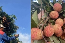 Chàng trai Hải Phòng tuốt lá, bó vải thuê, tiết lộ thu nhập hấp dẫn