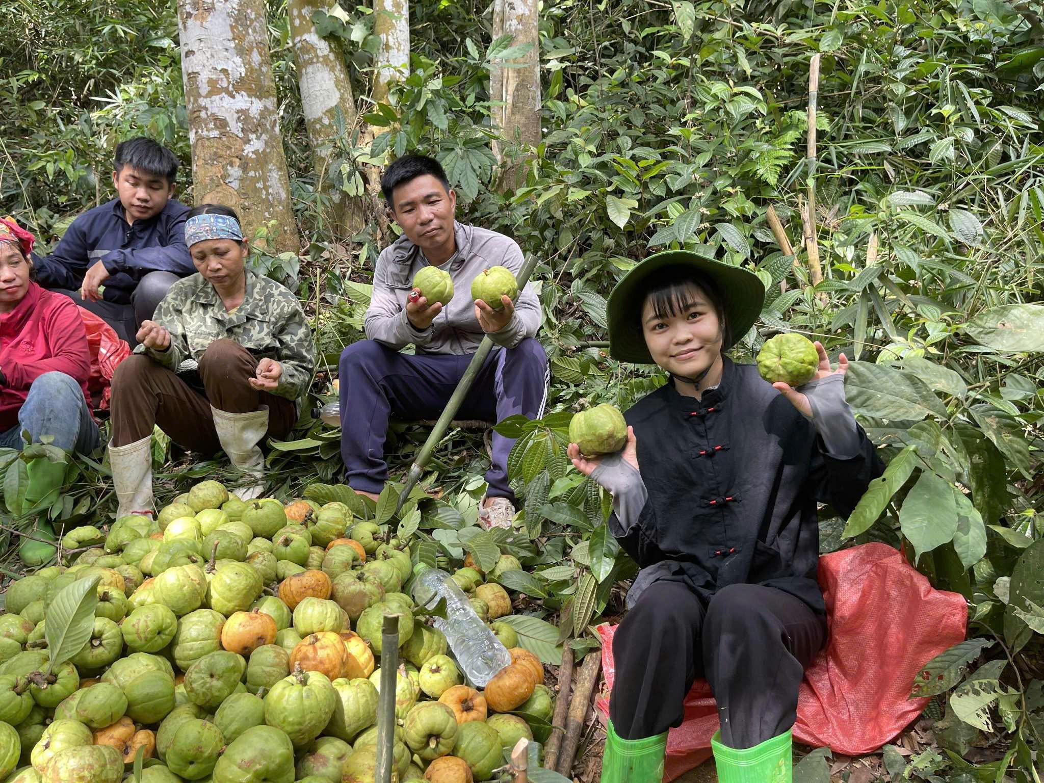 Theo chân người dân lên rừng hái loại quả mọc dại, bán với giá lên tới 180 nghìn đồng/kg - 5