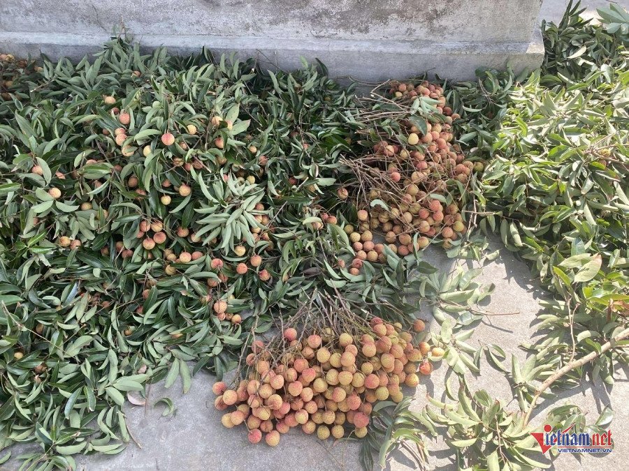 Chàng trai Hải Phòng tuốt lá, bó vải thuê, tiết lộ thu nhập hấp dẫn - 9