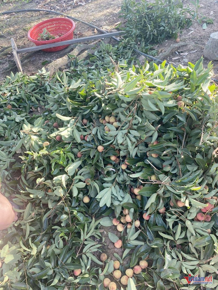 Vải đổ xuống gốc, nhiều người nhận tuốt lá, bó chùm thuê&nbsp;