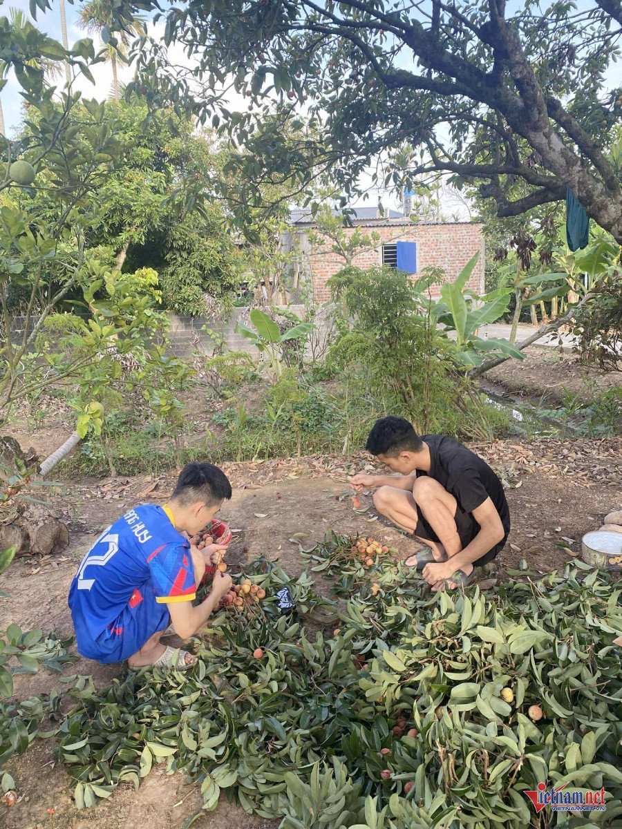 Chàng trai Hải Phòng tuốt lá, bó vải thuê, tiết lộ thu nhập hấp dẫn - 7