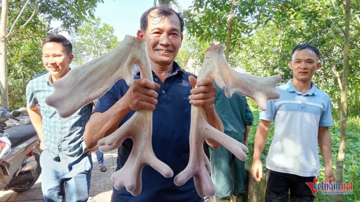 Ông Mạo thu hoạch cặp nhung có trọng lượng 3,61kg, được định giá 45 triệu đồng. Ảnh: Sỹ Thông