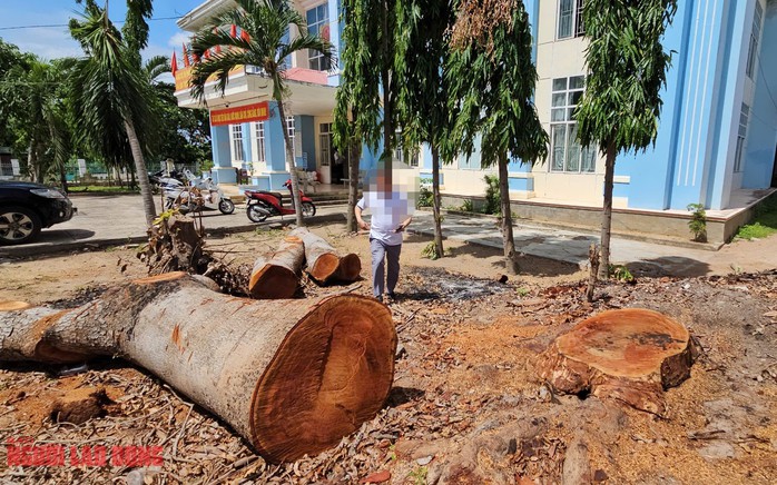 Một thân cây gỗ lớn trong khuôn viên trụ sở UBND phường Cheo Reo, thị xã Ayun Pa, tỉnh Gia Lai bị cưa hạ