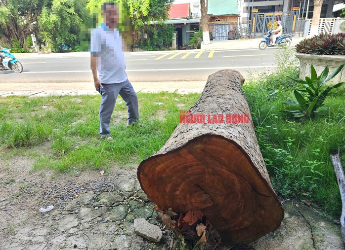 Người dân cũng phản ánh ông Dũng đưa một lóng gỗ lớn, là thân một trong các cây mà UBND phường Cheo Reo bán - đến nhà dân cách trụ sở phường Cheo Reo khoảng 500 m, để nhờ xẻ